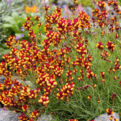 Linaria Spanish Dancer Seeds – Bright and Colorful Garden Blooms