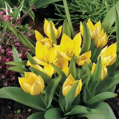 Tulipa Urumiensis Flower Seeds for Garden Planting
