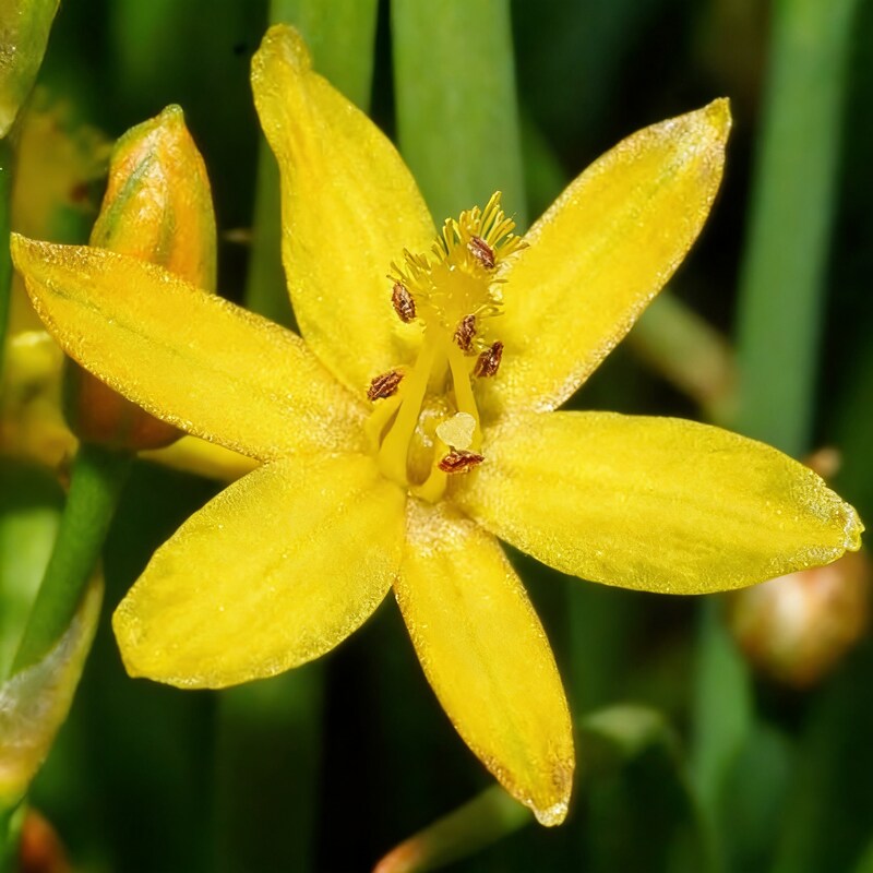 bulbine-semibarbata-seeds-for-garden-planting