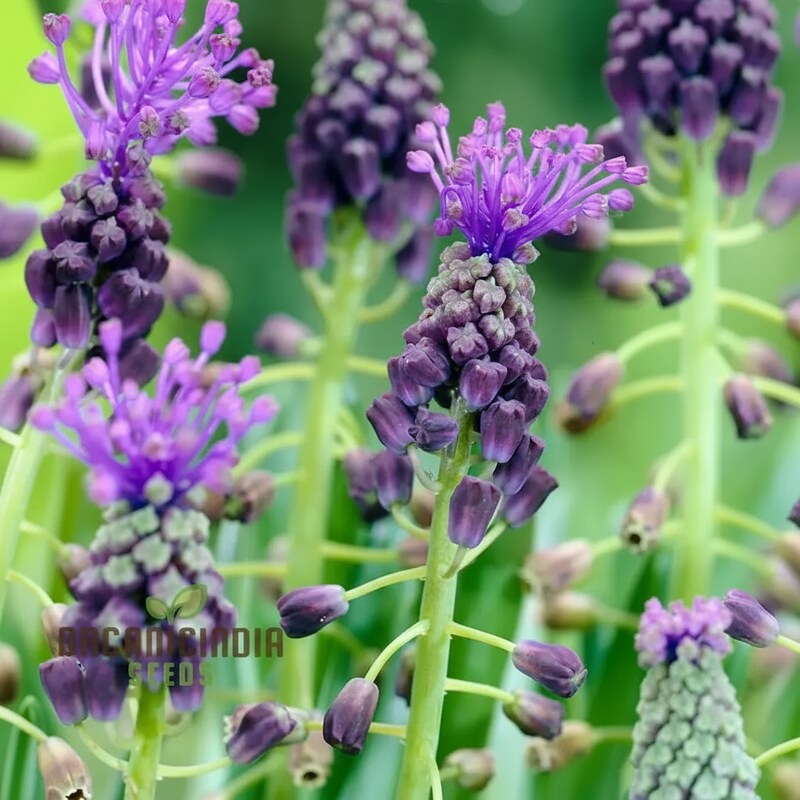 Leopoldia Caucasica Seeds - Flower Seeds for Garden