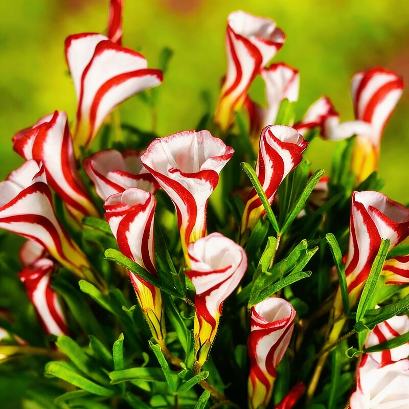 Candy Cane Sorrel Flower Seeds - Oxalis Flower Seeds for Garden