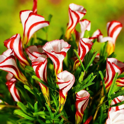 Candy Cane Sorrel Flower Seeds - Oxalis Flower Seeds for Garden