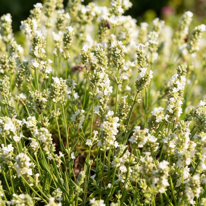Creamy White Lavender Seeds – Soft Fragrant Blooms for Gardens & Landscaping