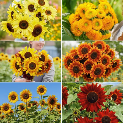 Sunflower Seed Mix for Garden Planting