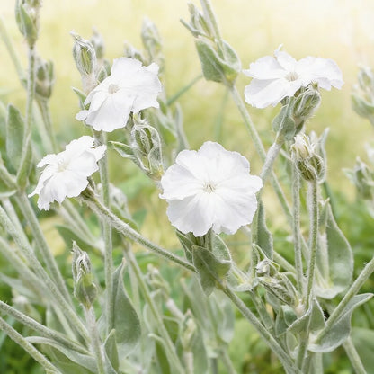 Lychnis Coronaria Alba Flower Seeds for Garden Planting