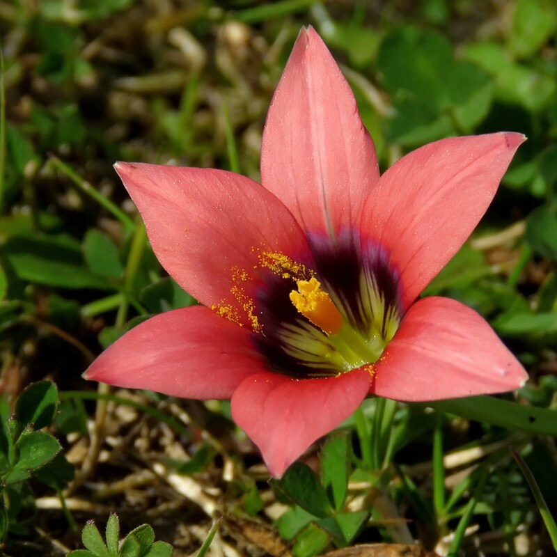 romulea-obscura-subtestacea-flower-seeds-for-garden-planting