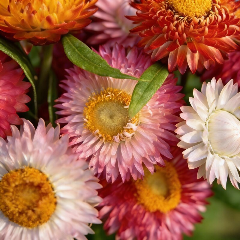 helichrysum-bracteatum-mixed-flower-seeds-for-garden-planting