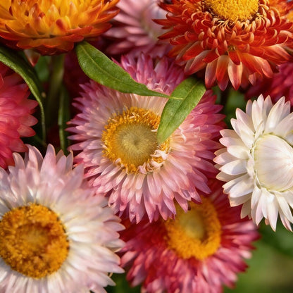 Helichrysum Bracteatum Mixed Flower Seeds for Garden Planting