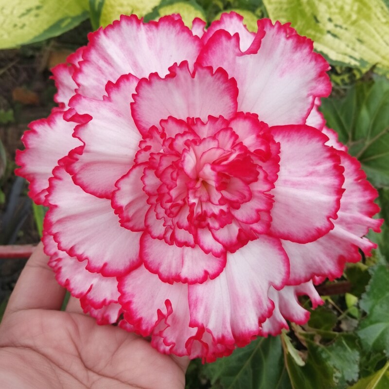 Pink and White Begonia Flower Seeds for Garden Planting
