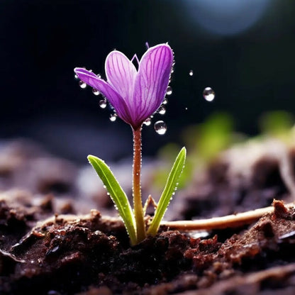 Butterwort Carnivorous Plant Seeds for Garden Planting