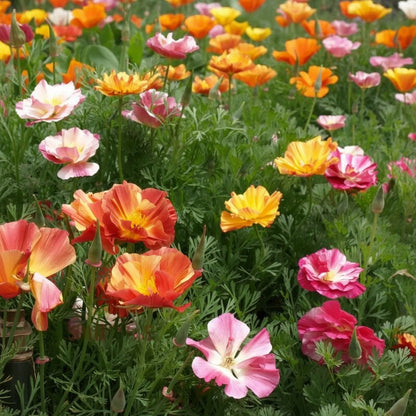 Eschscholtzia Jelly Beans Flower Seeds