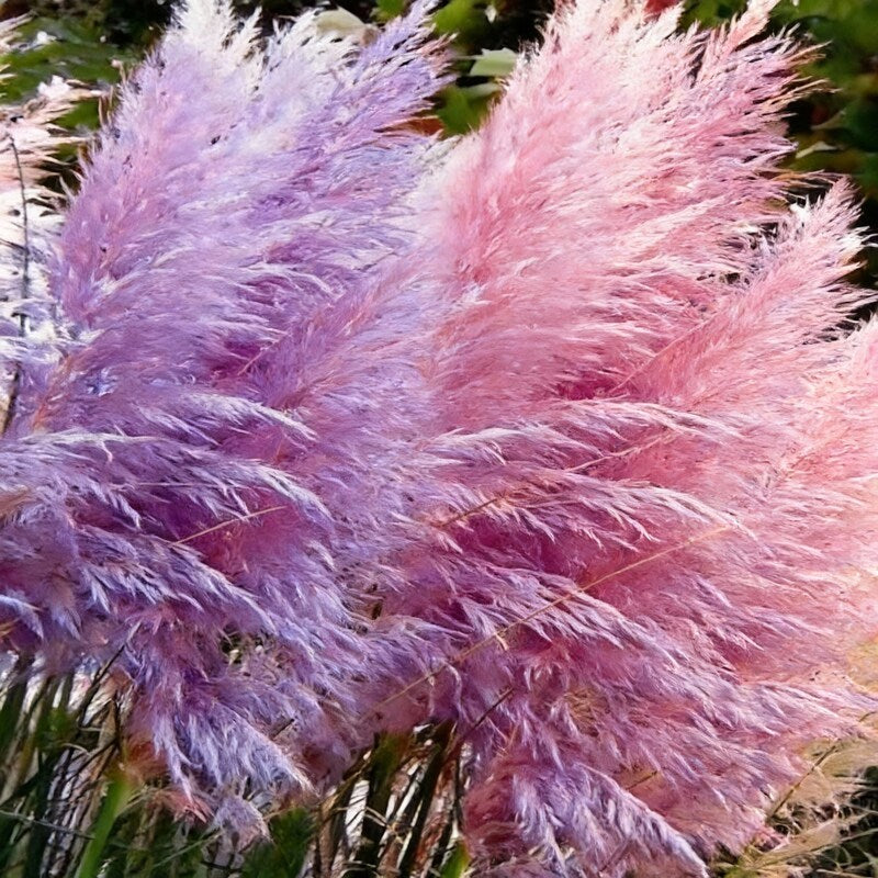 nema-rare-purple-pampas-grass-seeds-unique-ornamental-grass-for-gardens