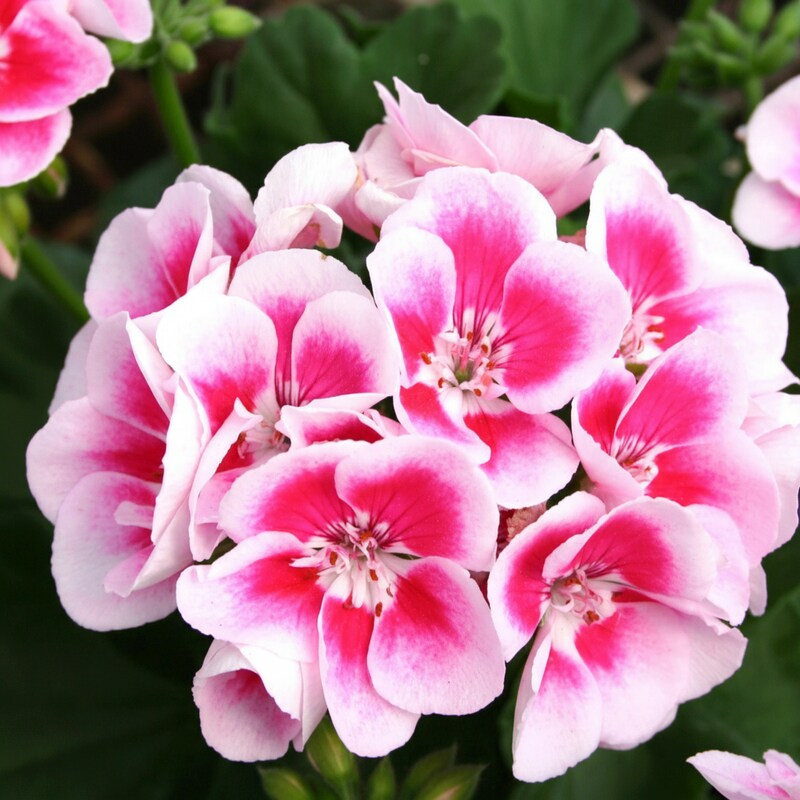 Pink and White Geranium Flower Seeds for Garden Planting