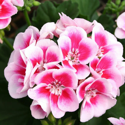 Pink and White Geranium Flower Seeds for Garden Planting