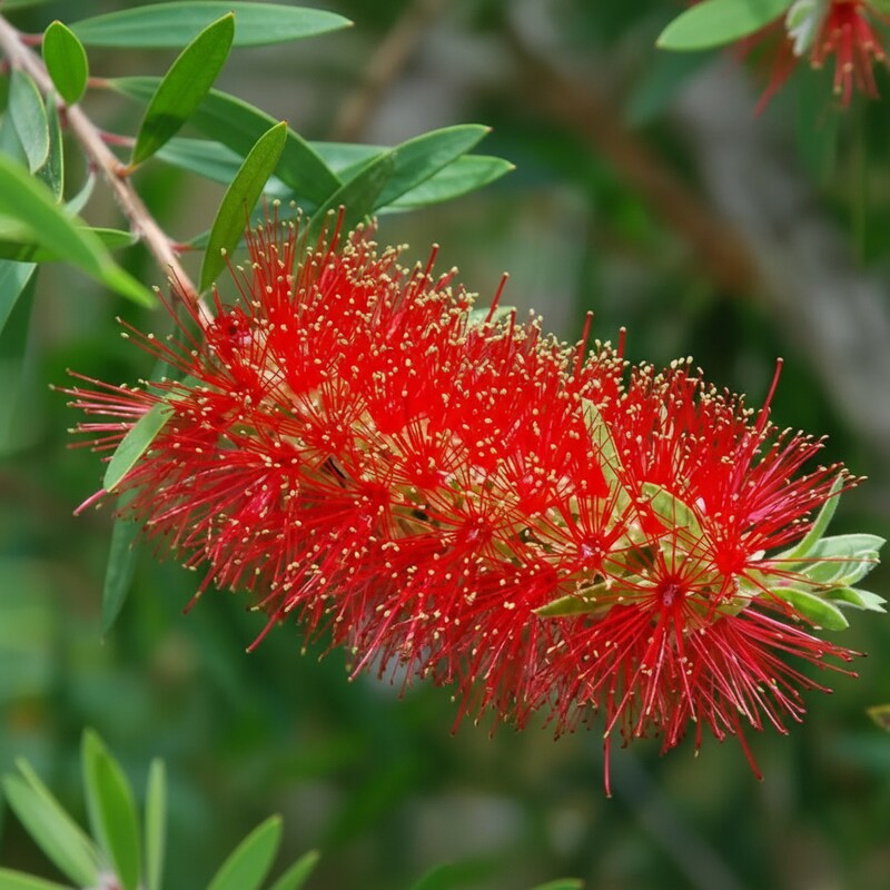 Albany Bottlebrush Wildflower Seeds for Planting – Gardening Seeds for Vibrant Blooms