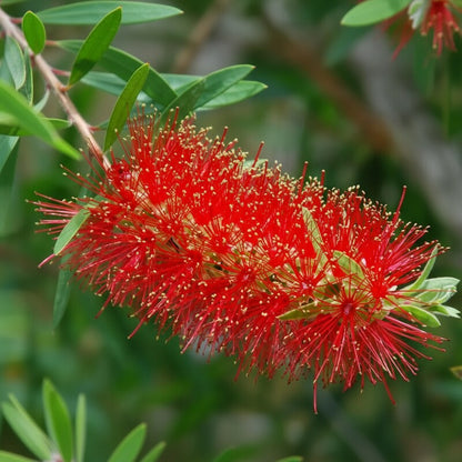 Albany Bottlebrush Wildflower Seeds for Planting – Gardening Seeds for Vibrant Blooms