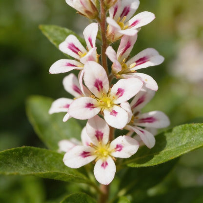 Francoa Appendiculata Flower Seeds for Garden Planting