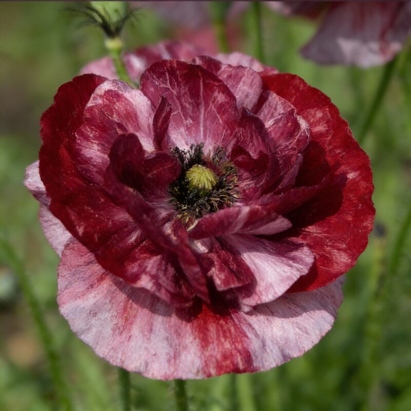 papaver-poppy-rhoeas-pandora-seeds