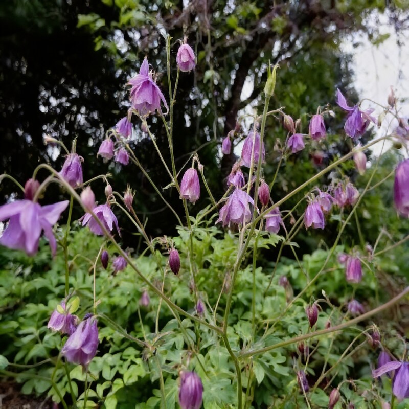 semiaquilegia-ecalcarata-seeds-for-garden-planting