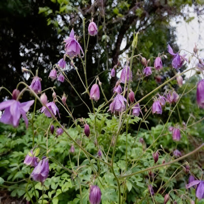 Semiaquilegia Ecalcarata Seeds for Garden Planting