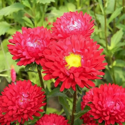 Red Aster Flower Seeds for Garden Planting
