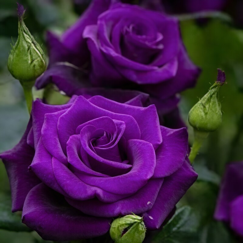 Purple Rose Flower Seeds – China Rose for Planting