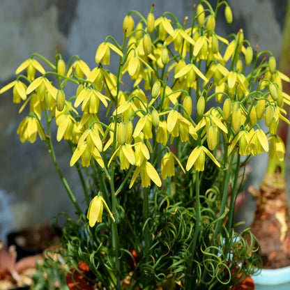 Albuca Juncifolia Flower Seeds for Garden Planting