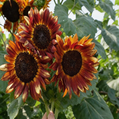 Golden Orange Sunflower Seeds for Garden Planting
