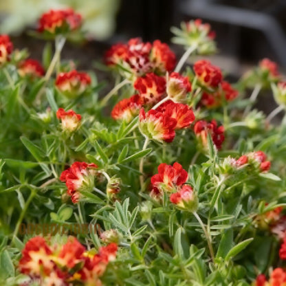 Anthyllis Vulneraria Coccinea Seeds for Garden Planting