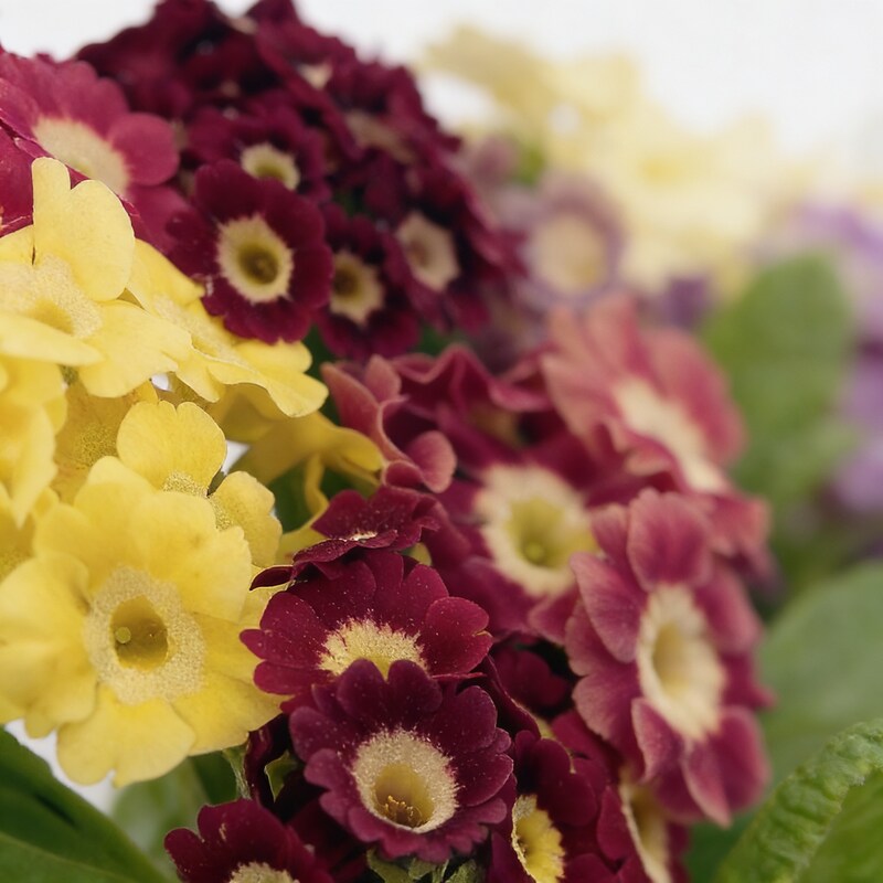 Primula Auricula Mixed Colours Flower Seeds for Garden Planting