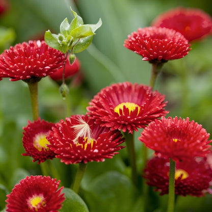 Daisy Pomponet Red Seeds - Daisy Flower Seeds for Garden