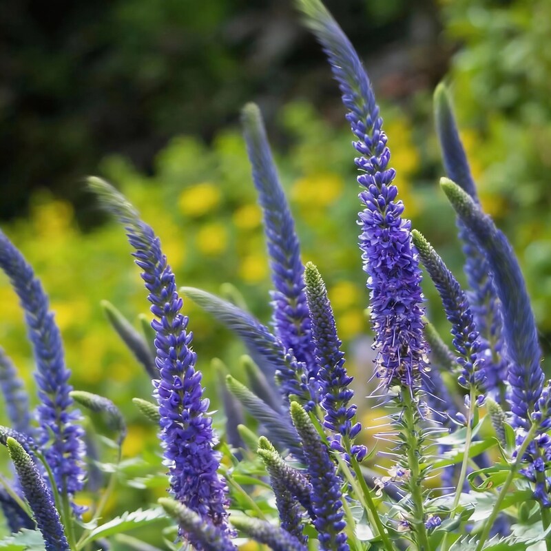 Verbena X Hybrida Blue Seeds for Garden Planting
