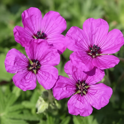 Geranium Seeds for Gardens and Containers
