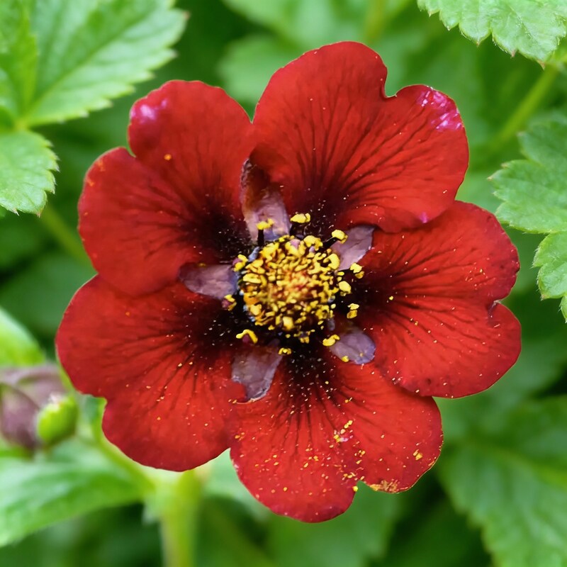 red-cinquefoil-beautiful-flower-seeds