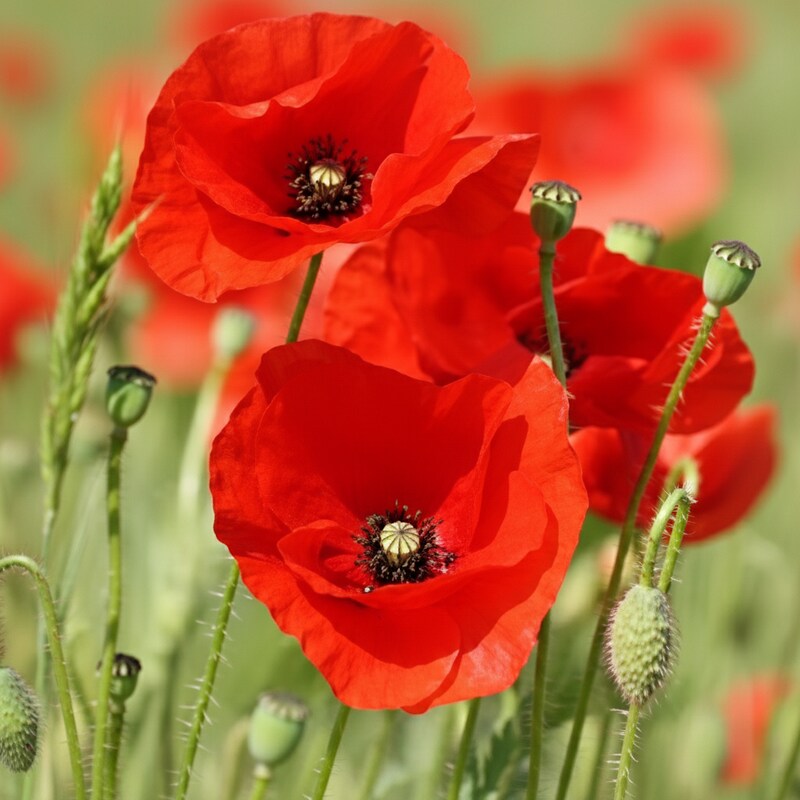 poppy-red-indian-flower-seeds-vibrant-blooms-easy-to-grow-garden-favorite