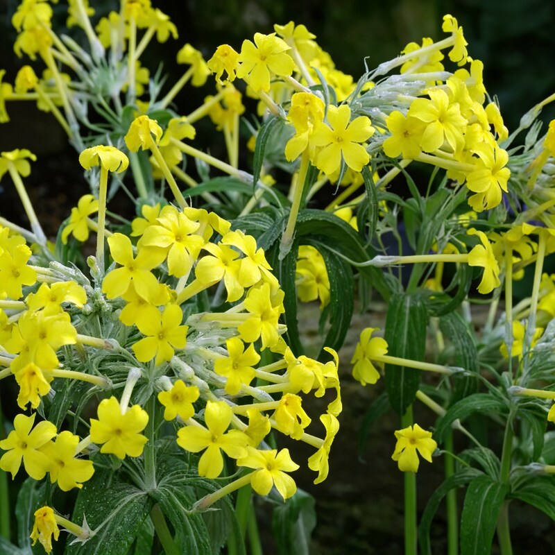 primula-verticillata-flower-seeds-for-garden-planting