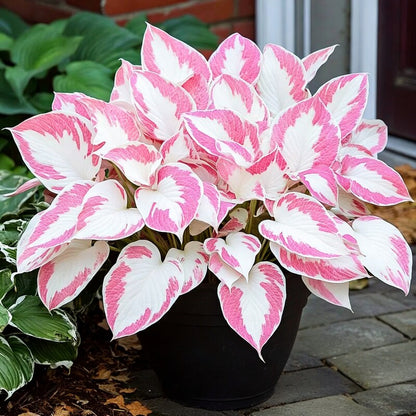Pink & White Hostas Seeds for Planting – Shade-Loving Foliage Plant for Gardens
