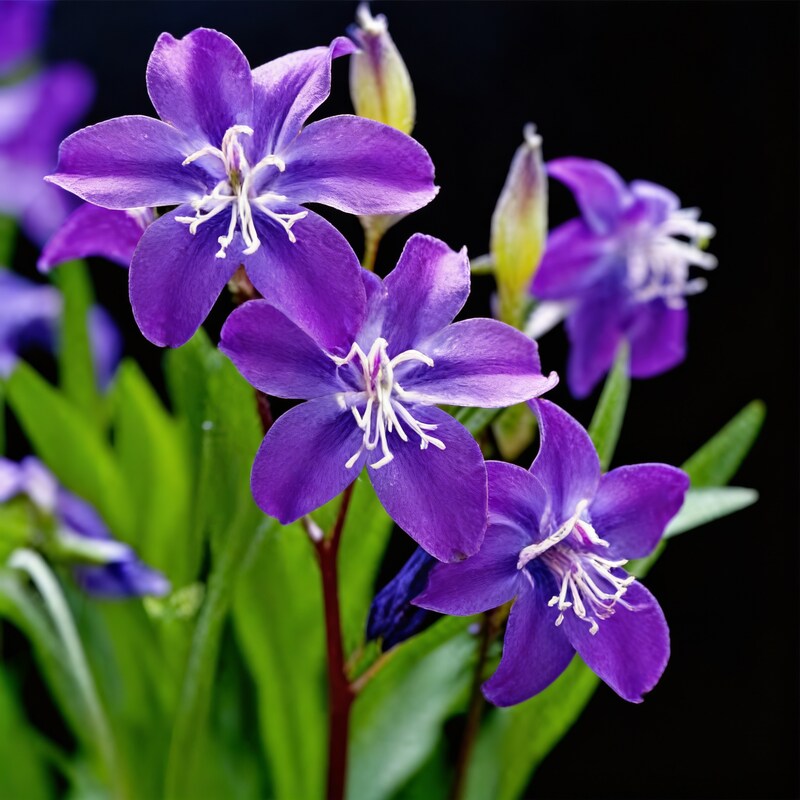 Tradescantia Spiderwort Flower Seeds - Spiderwort Flower Seeds for Garden