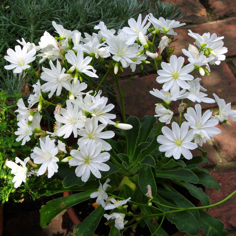 lewisia-oppositifolia-flower-seeds-alpine-flower-seeds-for-garden