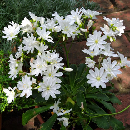 Lewisia Oppositifolia Flower Seeds - Alpine Flower Seeds for Garden