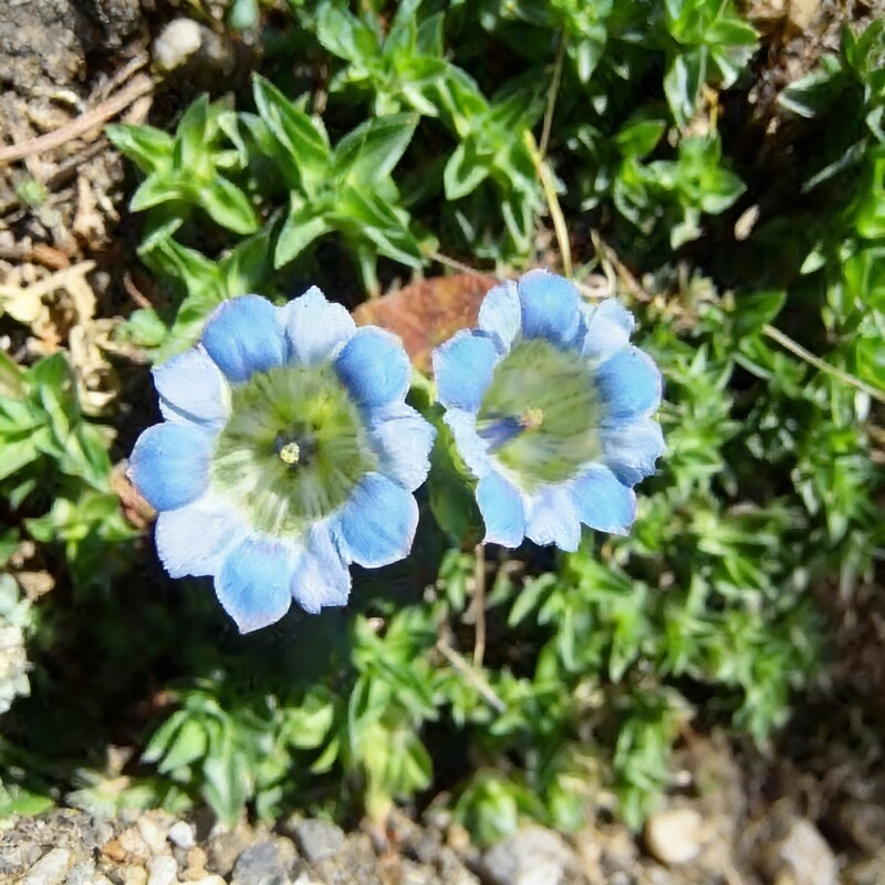 gentiana-depressa-flower-seeds-alpine-blue-blooms
