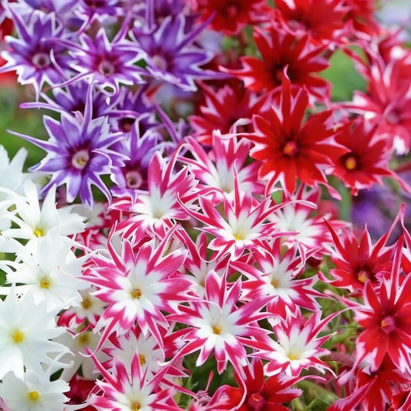 phlox-drummondii-twinkle-mixed-flower-seeds