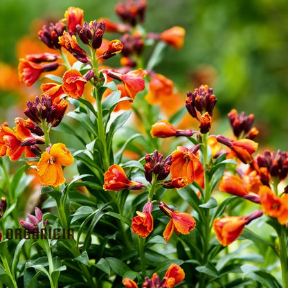 Wallflower Fire King Flower Seeds