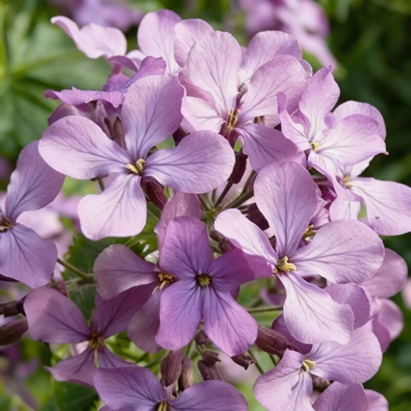 fragrant-matthiola-bicornis-flower-seeds