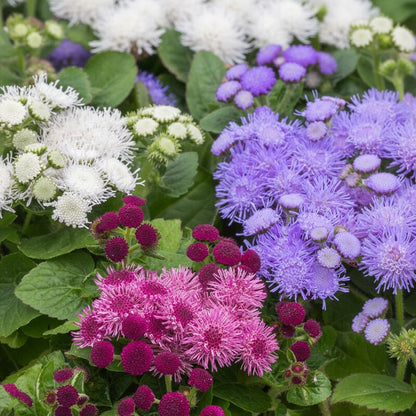 Ageratum F1 Hawaii Mixed Color Flower Seeds for Garden Planting