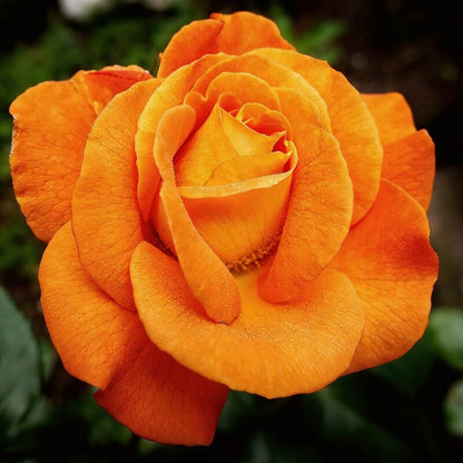 Orange Rose Flower Seeds for Garden Planting