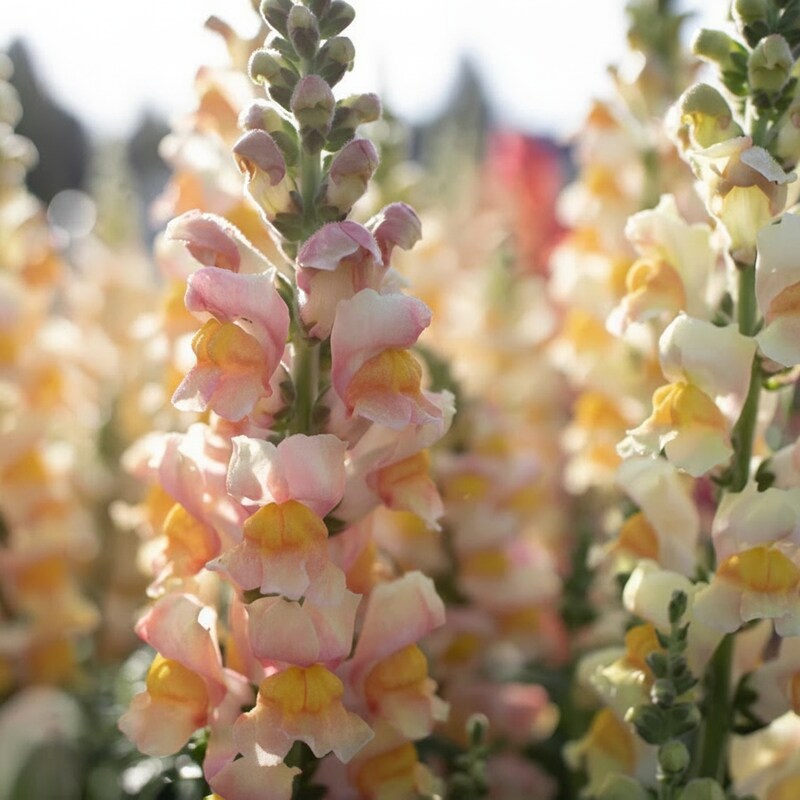 Apricot Snapdragon Flower Seeds - Apricot Snapdragon Flower Seeds for Garden