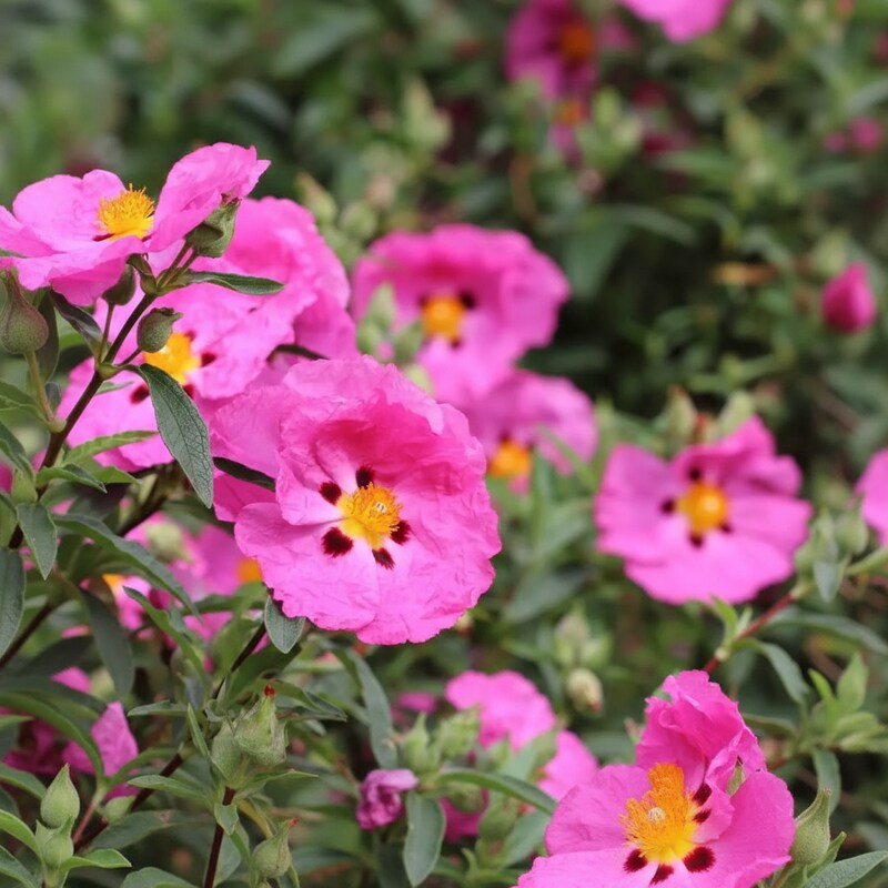 Cistus Albidus Pink Silk Flower Seeds - Perennial Flower Seeds for Garden