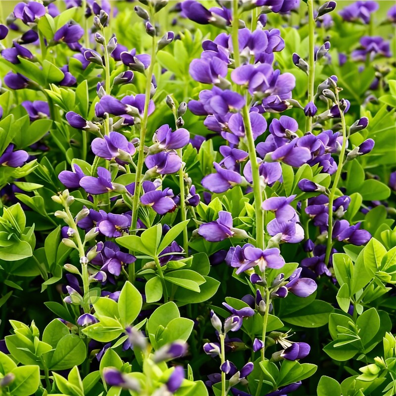 blue-false-indigo-baptisia-australis-flower-seeds-vibrant-indigo-blooms