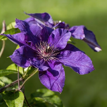 50 Dark Purple Clematis Seeds – Blooming Climbing Perennial Flower Vine